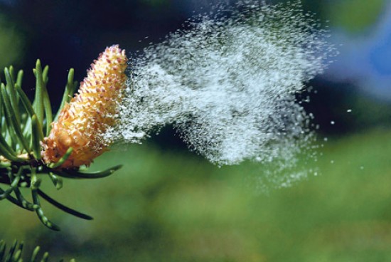 A záporok és a lehűlés hatására csökkent a pollenterhelés