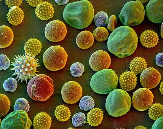 Az elmúlt napokban alacsony volt a pollenterhelés